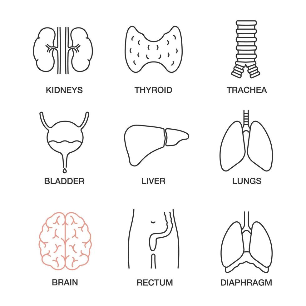 interne organen lineaire iconen set. nieren, schildklier, luchtpijp, urineblaas, lever, longen, hersenen, rectum, middenrif. dunne lijn contour symbolen. geïsoleerde vectoroverzichtsillustraties vector