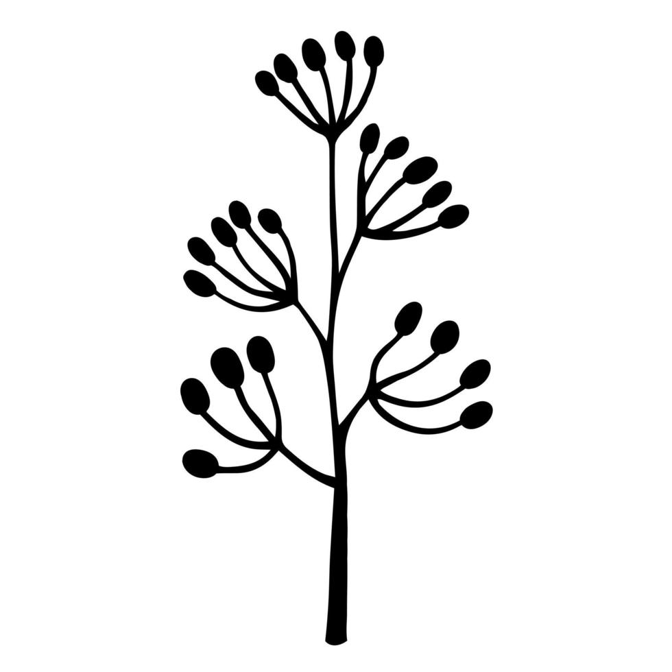 wilde bloem met paraplu bloeiwijzen vector pictogram. handgetekende illustratie geïsoleerd op een witte achtergrond. dikke stengel met bloeiwijzen en ovale zaden. botanische schets van een veldkruid.