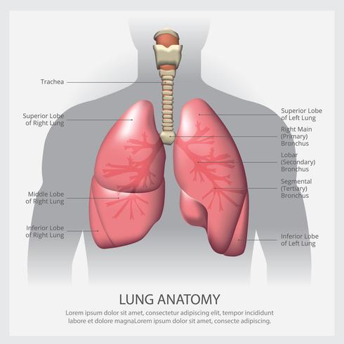 Lung met detail vectorillustratie vector