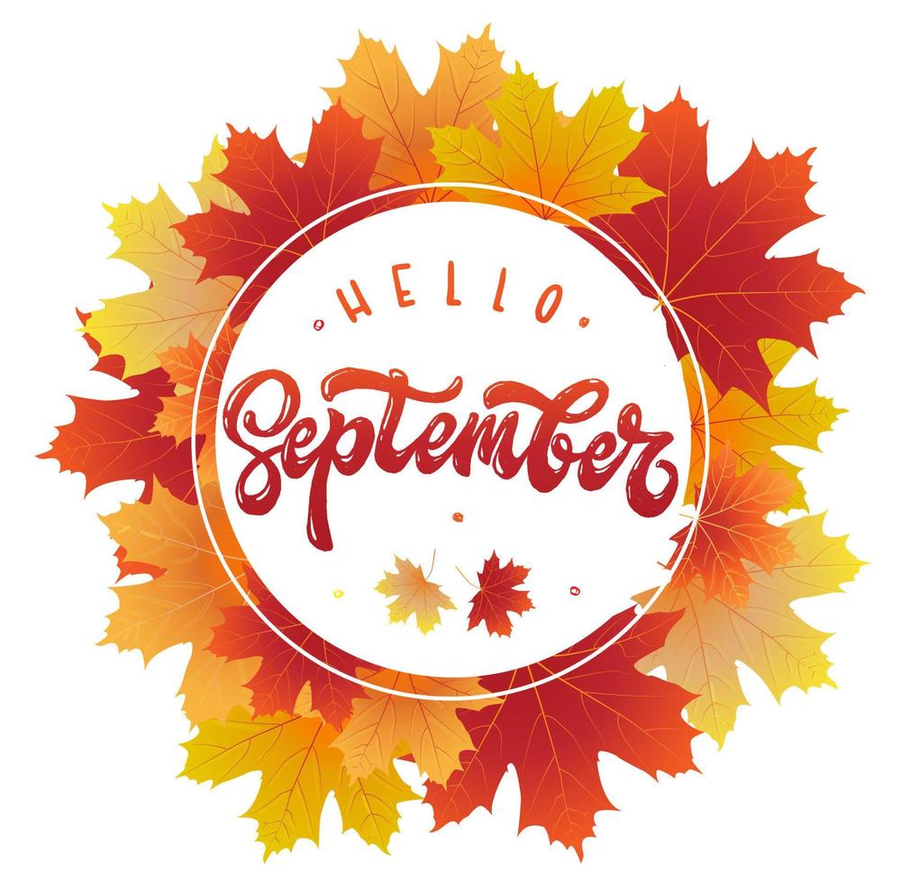 schattig handschrift citaat 'hallo september' versierd met rode en gele esdoornbladeren. perfect voor posters, banners, wenskaarten, prenten, verkoopbrochures, enz. feestelijke typografie-inscriptie. eps 10 vector