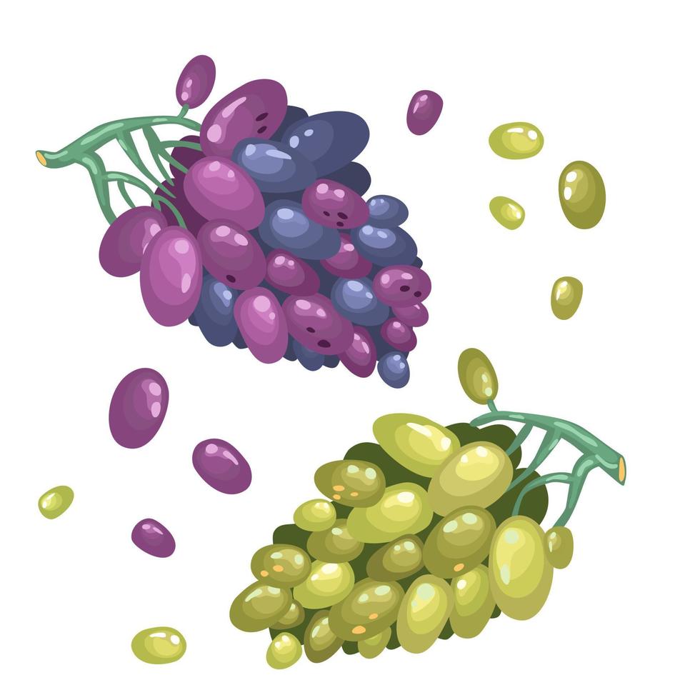 donkere druif met blauwe en roze ellipsoïde bessen geïsoleerd op een witte achtergrond. biologisch fruit. cartoon-stijl. vectorillustratie voor elk ontwerp. vector