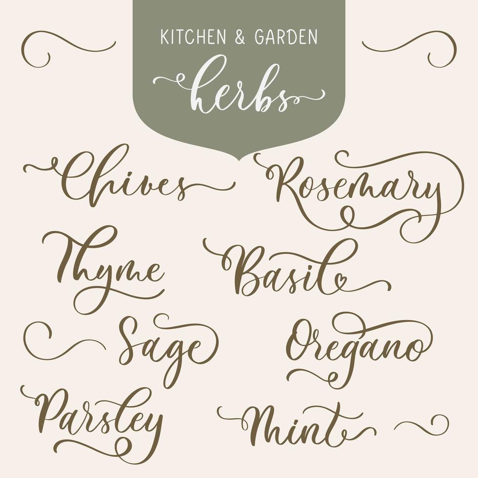 keuken- en tuinkruiden. set belettering inscriptie aromatisch en geneeskrachtig kruid botanisch ontwerpelement. perfect voor recept, etiket, verpakking. vector