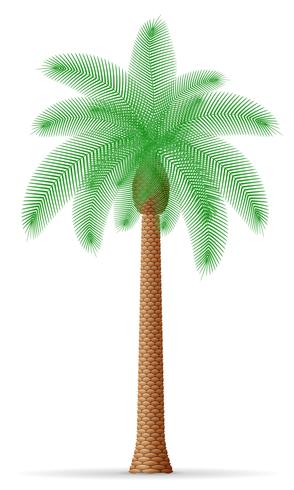 palmboom vectorillustratie vector