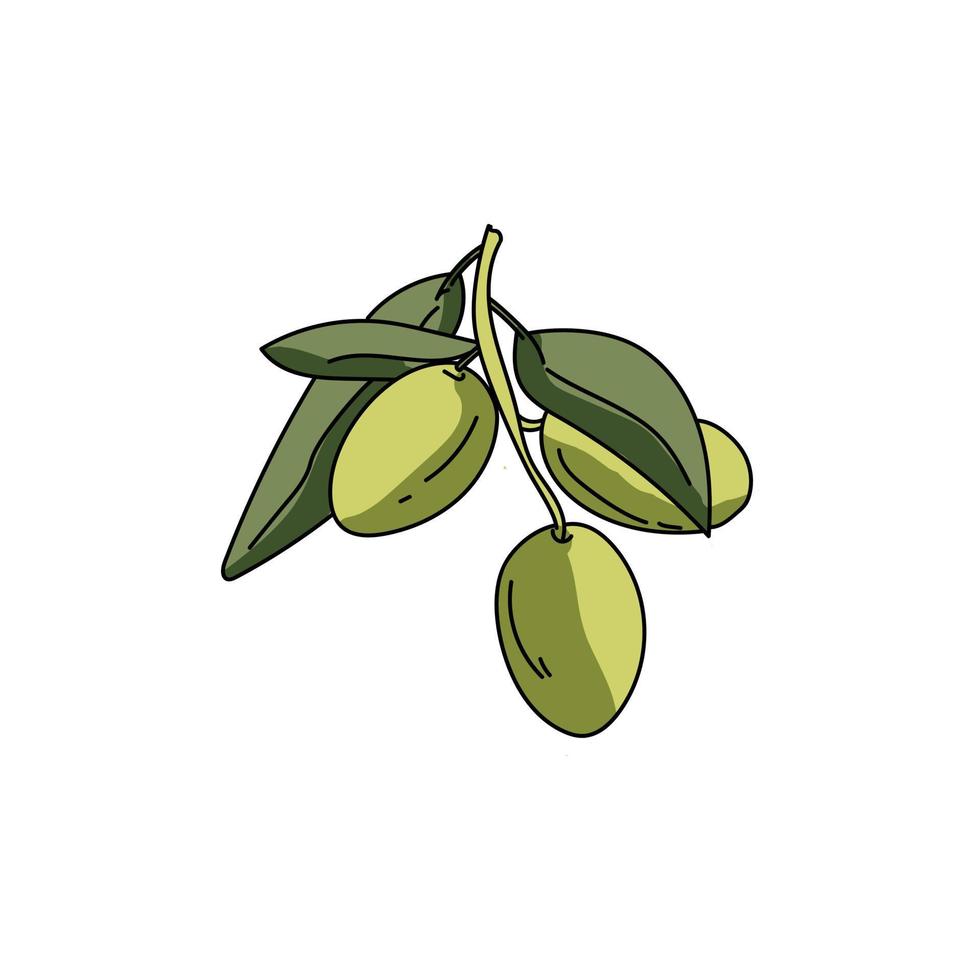 groene olijftakje met bladeren, voedsel en ingrediënten vector hand tekenen illustratie