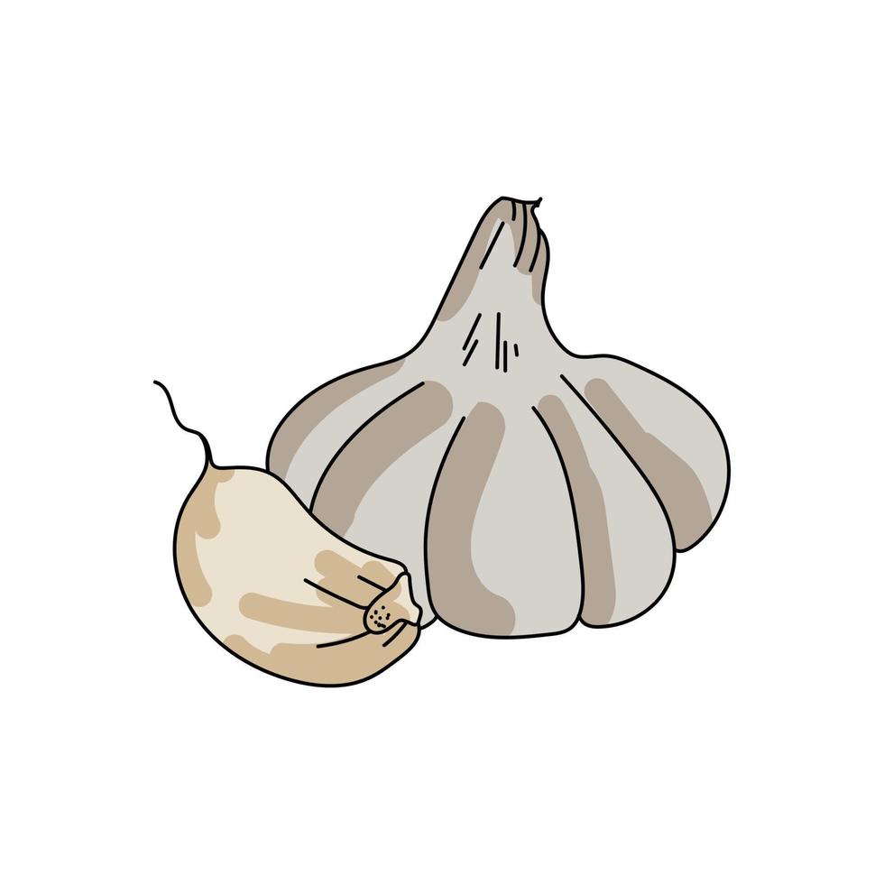 lichtgekleurde knoflook, heel en stuk, een nuttig smaakvol ingrediënt om te koken, hand tekenen vectorillustratie vector