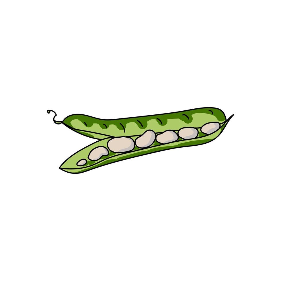 groene haricot pod met lichte bonen, gezond plantaardig ingrediënt, hand tekenen vectorillustratie vector