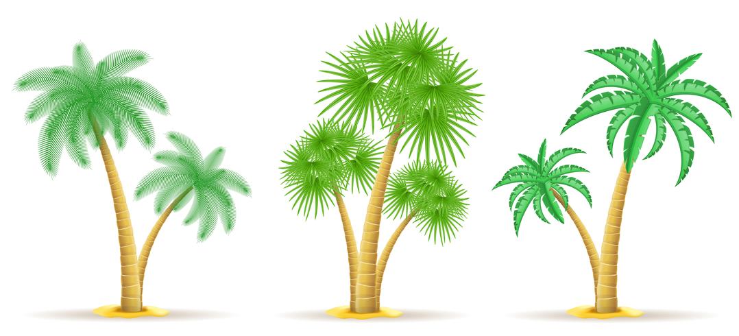 palmboom vectorillustratie vector
