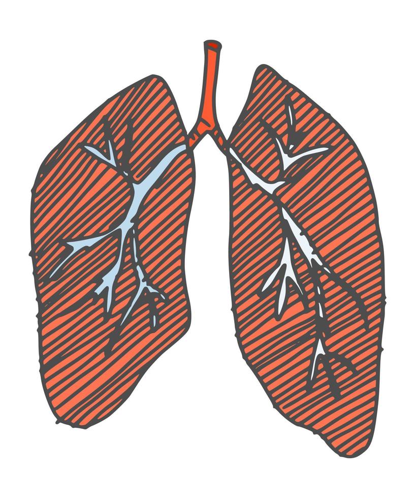 longen menselijke orgel tekening. doodle eenvoudige tekening vector