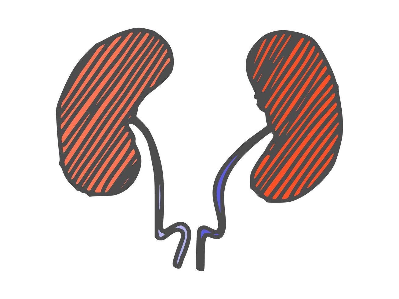 menselijk orgaan nier tekening. doodle schets vector