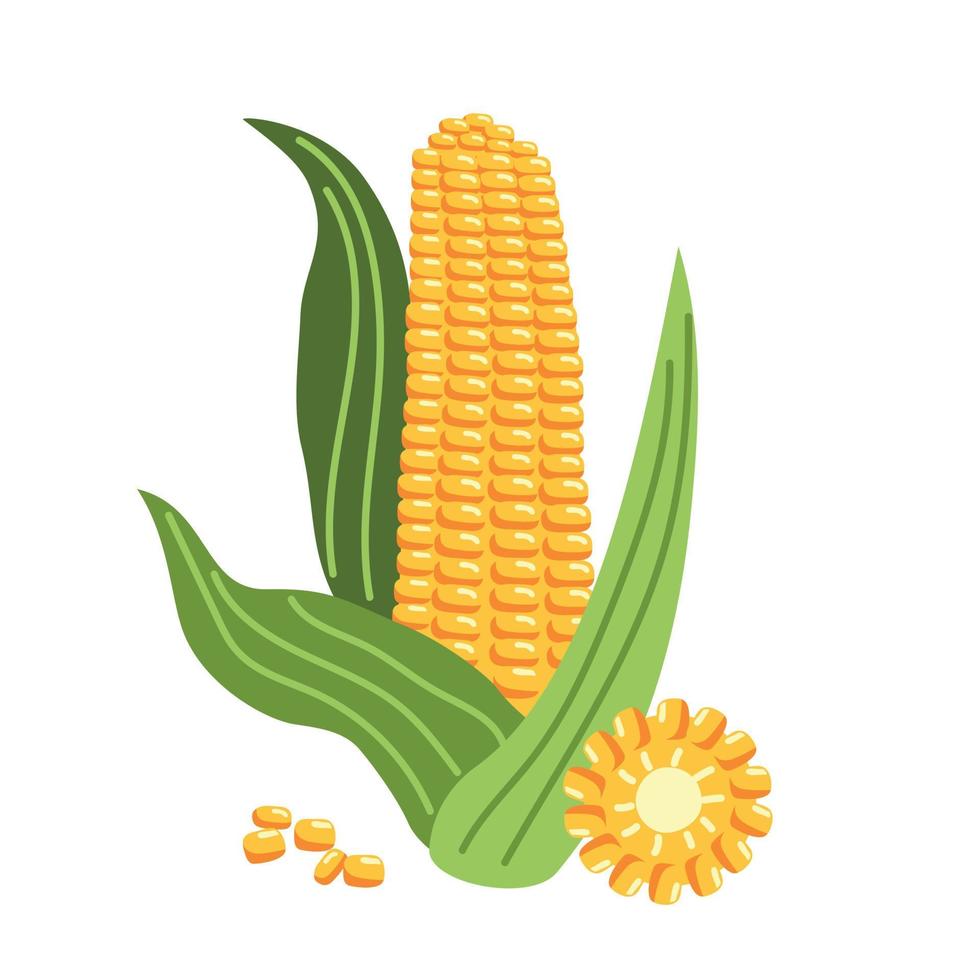 maïs met bladeren en plakjes vector