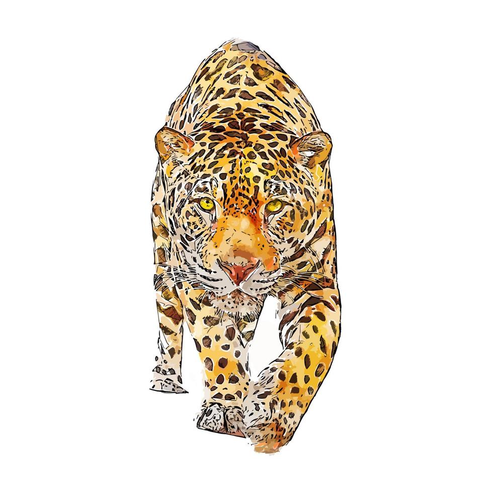 jaguar dier aquarel schets hand getekende illustratie geïsoleerde witte achtergrond vector