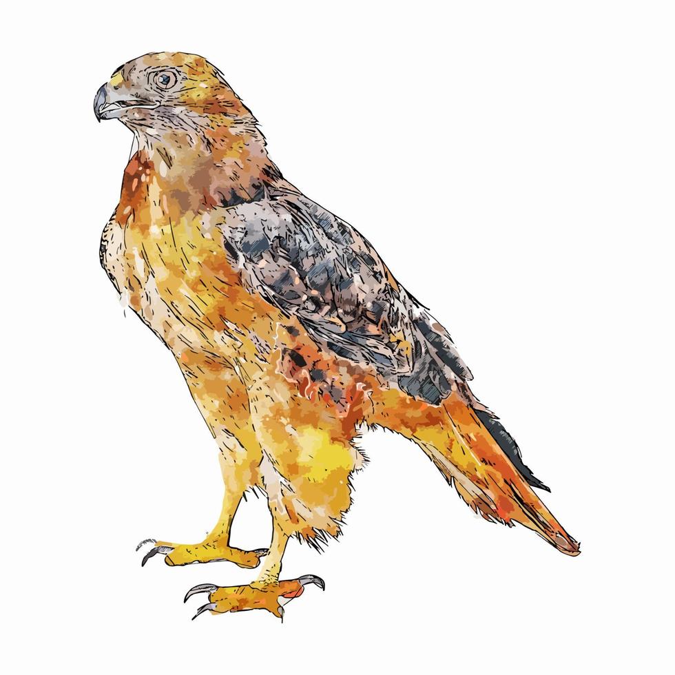 adelaar vogel dier aquarel schets hand getekende illustratie geïsoleerde witte achtergrond vector