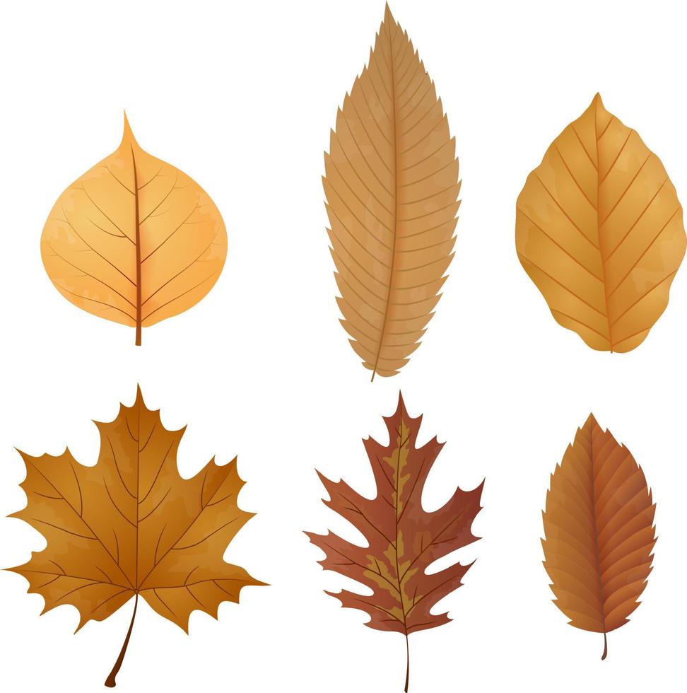 illustratie van gedroogde bladeren collectie vector