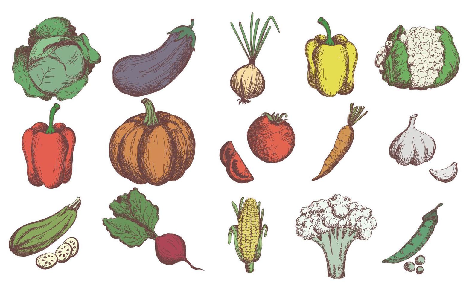 schets groenten set. vintage handgetekende tuin groente collectie. pompoen. tomaat, wortel, kool, courgette, paprika, bloemkool, bieten vector set.