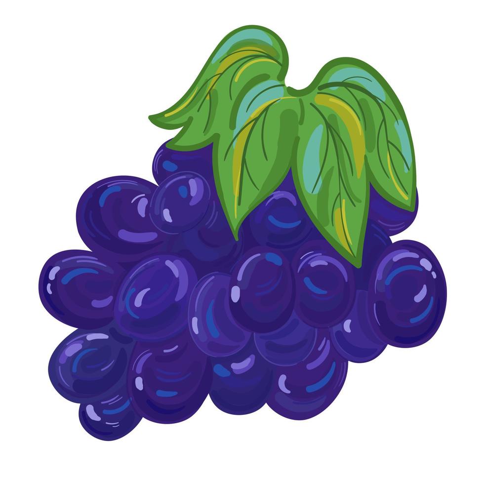 vectorillustratie fruit druif hand tekenen stijl. vector schilderij.