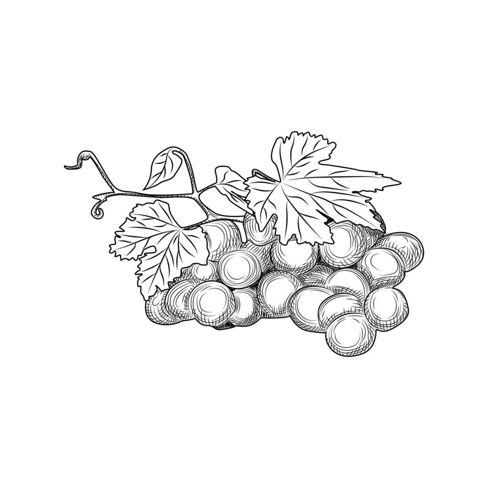 met de hand getekende druiventrossen en bladeren. gravure stijl. vector