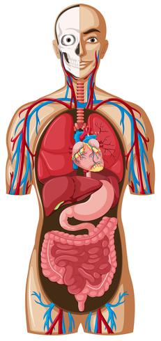 Menselijke anatomie op witte achtergrond vector