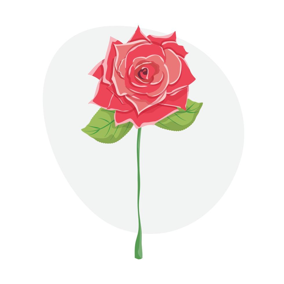 mooie roze roos. geïsoleerde roos. vector