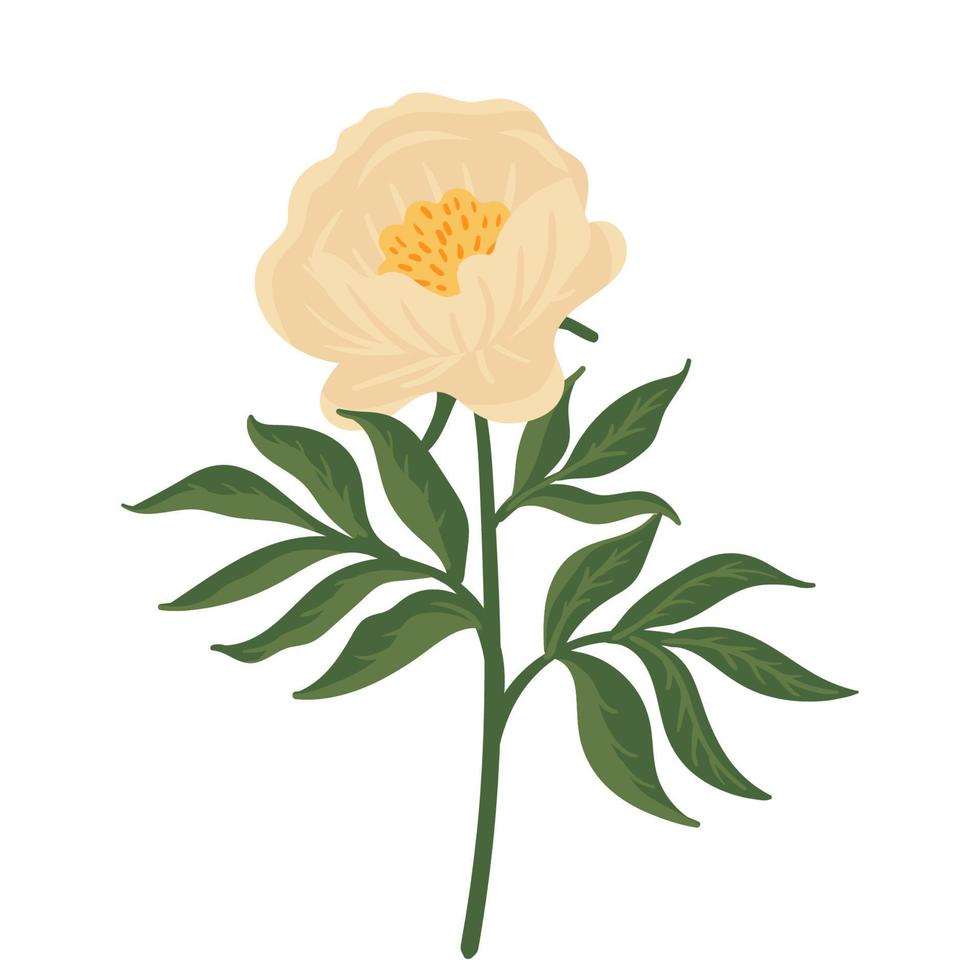 beige pioenroos. bloemen element geïsoleerd op wit. hand getrokken botanische vectorillustratie voor huwelijksuitnodiging, patronen, behang, stof, inwikkeling vector