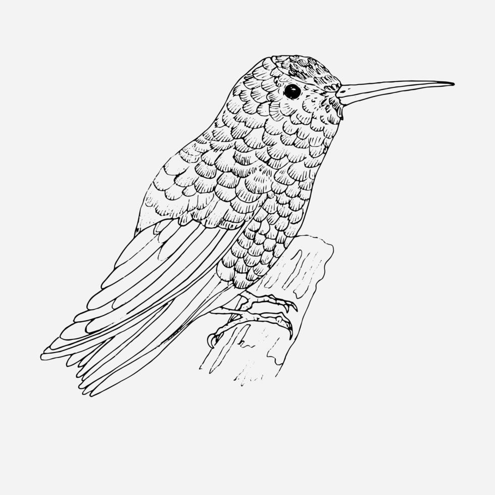 kolibri. voor kleurplaat vector