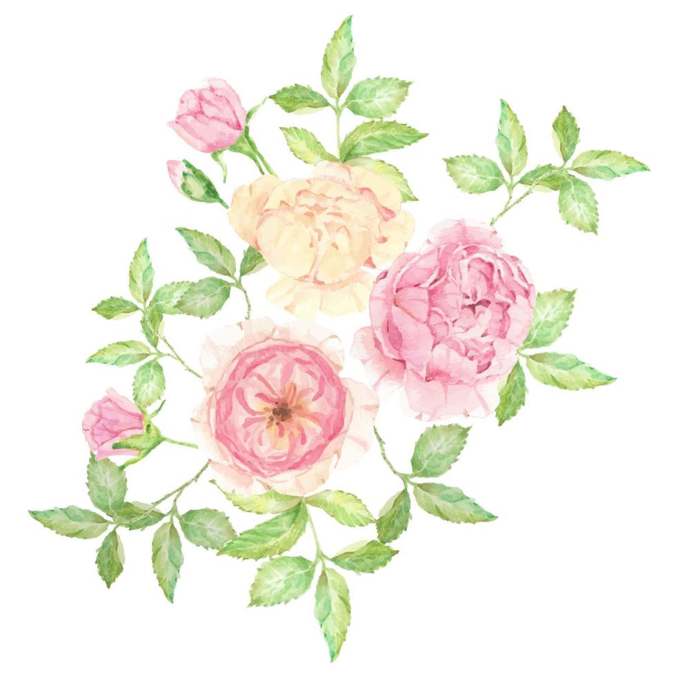 Aquarel mooie engelse roos boeket bloemen geïsoleerd op een witte achtergrond vector