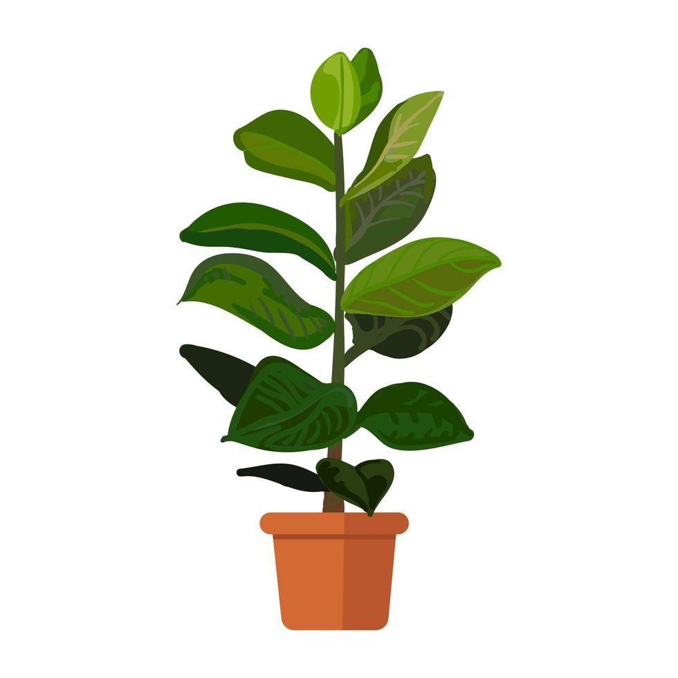 rubberplant in pot illustratie vector