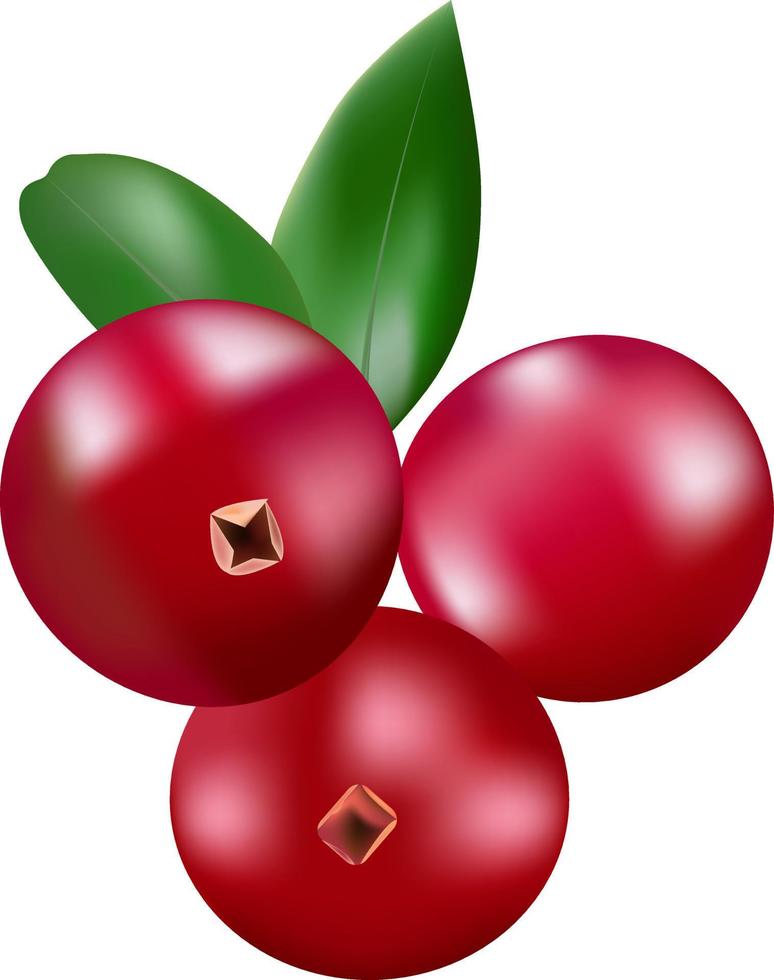 cranberry vectorillustratie vector