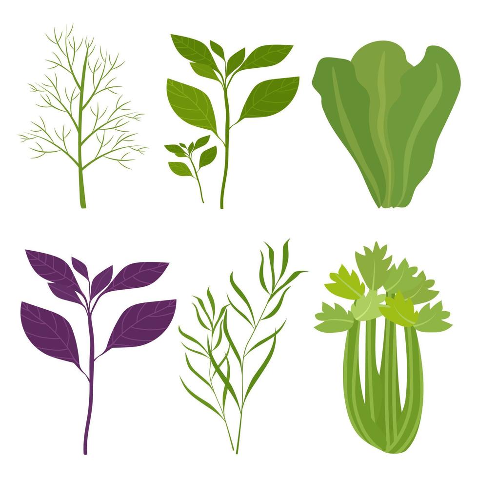 biologische salade greens. basilicum, sla, dille, selderij. vectorillustratie geïsoleerd. vector