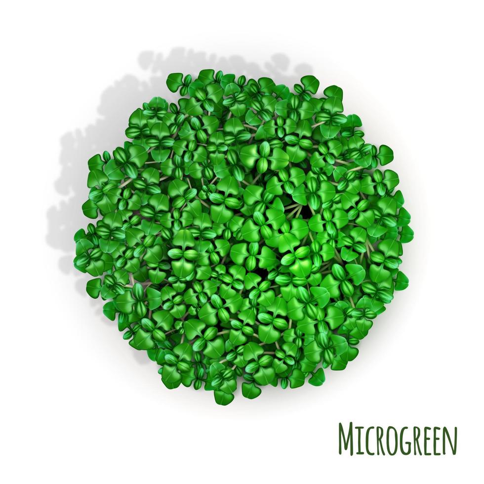 microgreen sprouts zijn het hele jaar door gezond voedsel. 3D-realistische illustratie. geïsoleerd op een witte achtergrond. vector. vector