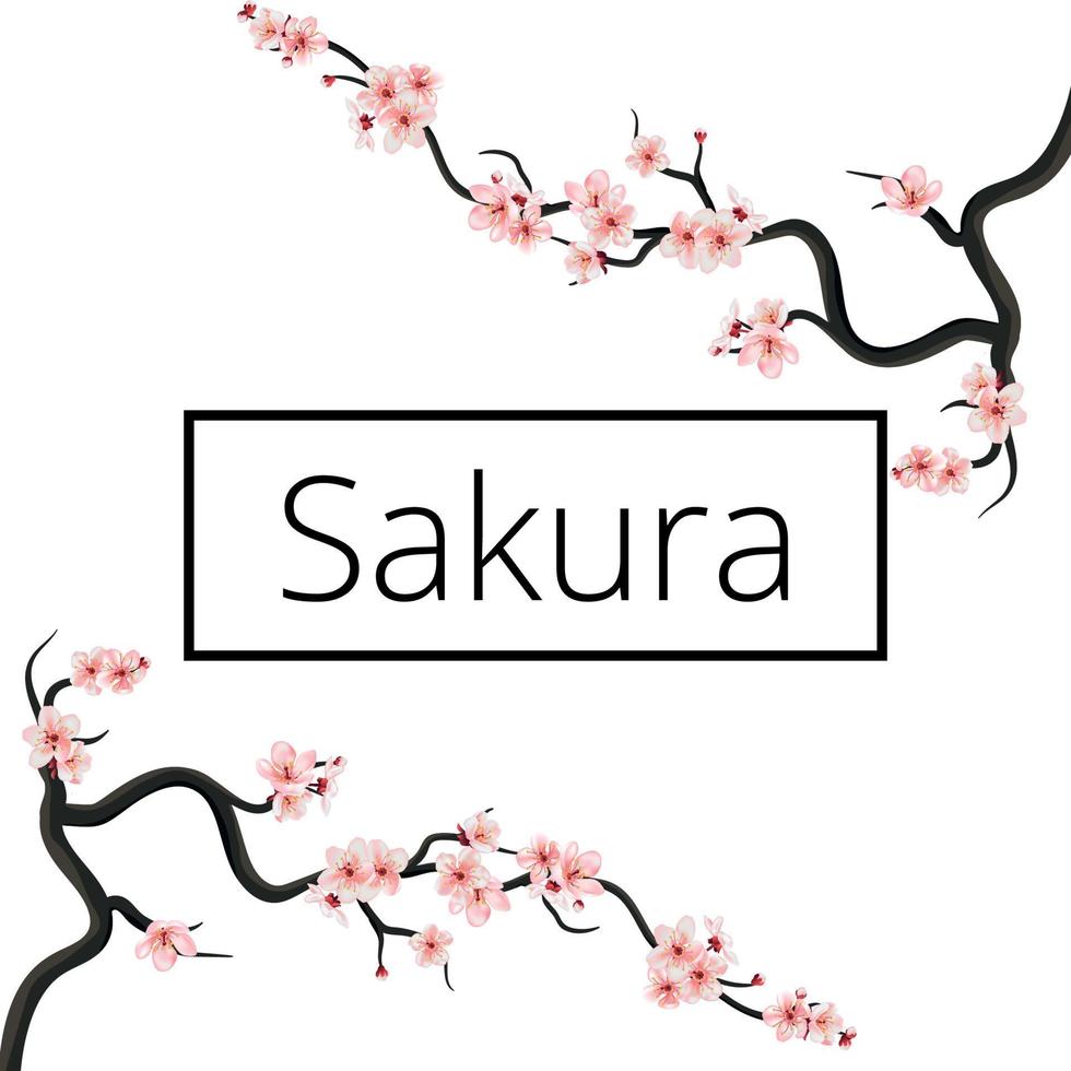 hanami vector wenskaartsjabloon met bloemen bloesem. kersentak lente banner met bloeiende roze sakura op de witte achtergrond.