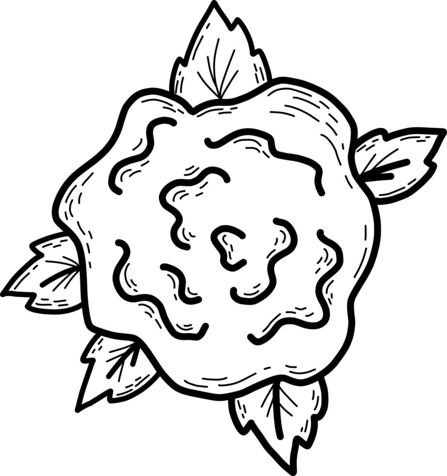 bloemkool. groente. vectorillustratie. lineaire handtekening vector