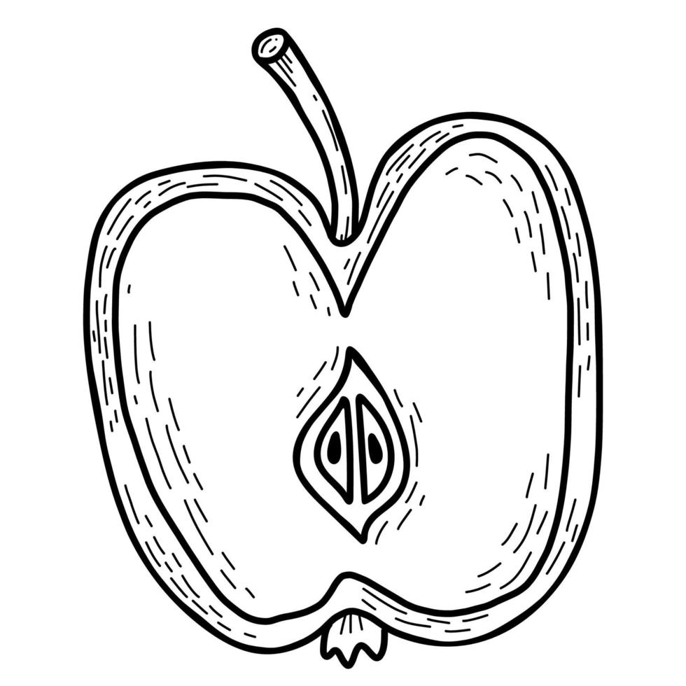 een halve appel. fruit. half. vectorillustratie. lineaire handtekening vector