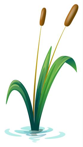 Een plant vector