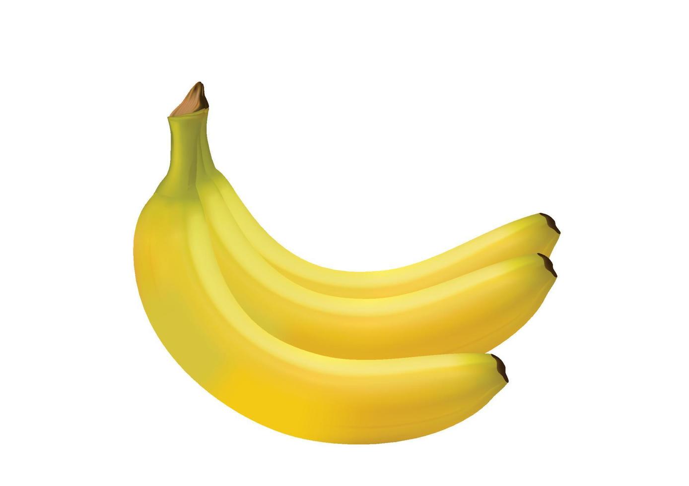 realistische rijpe bananen vers geel fruit voor gezond eten zoet fruit zit vol vitamines. geïsoleerde illustratie vector