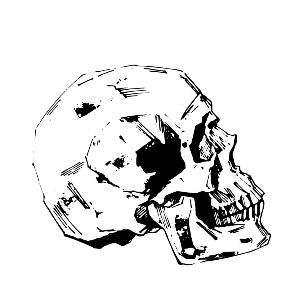 met de hand geschilderde menselijke schedel vectorillustratie bij inktstijl vector