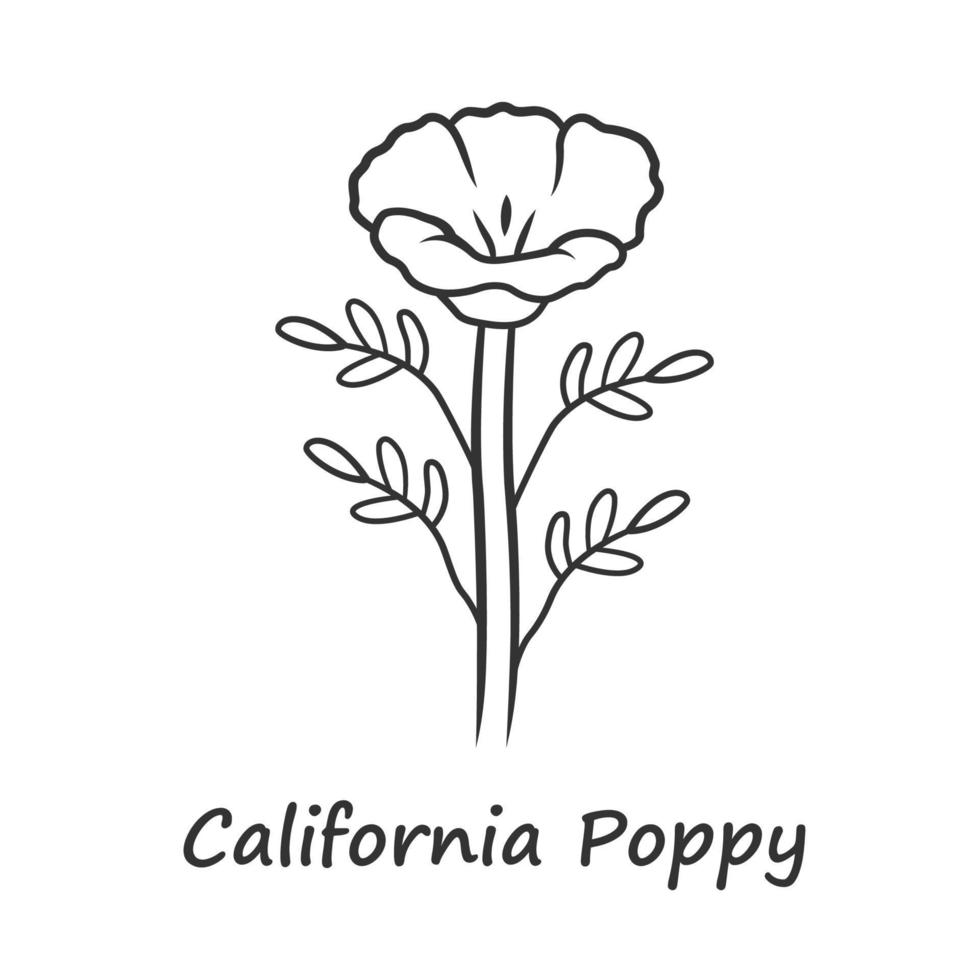 Californië papaver lineaire pictogram. papaver rhoeas met naam inscriptie. maïsroos wilde bloemen. kruidachtige planten. veld klaproos. dunne lijn illustratie. contour symbool. vector geïsoleerde overzichtstekening