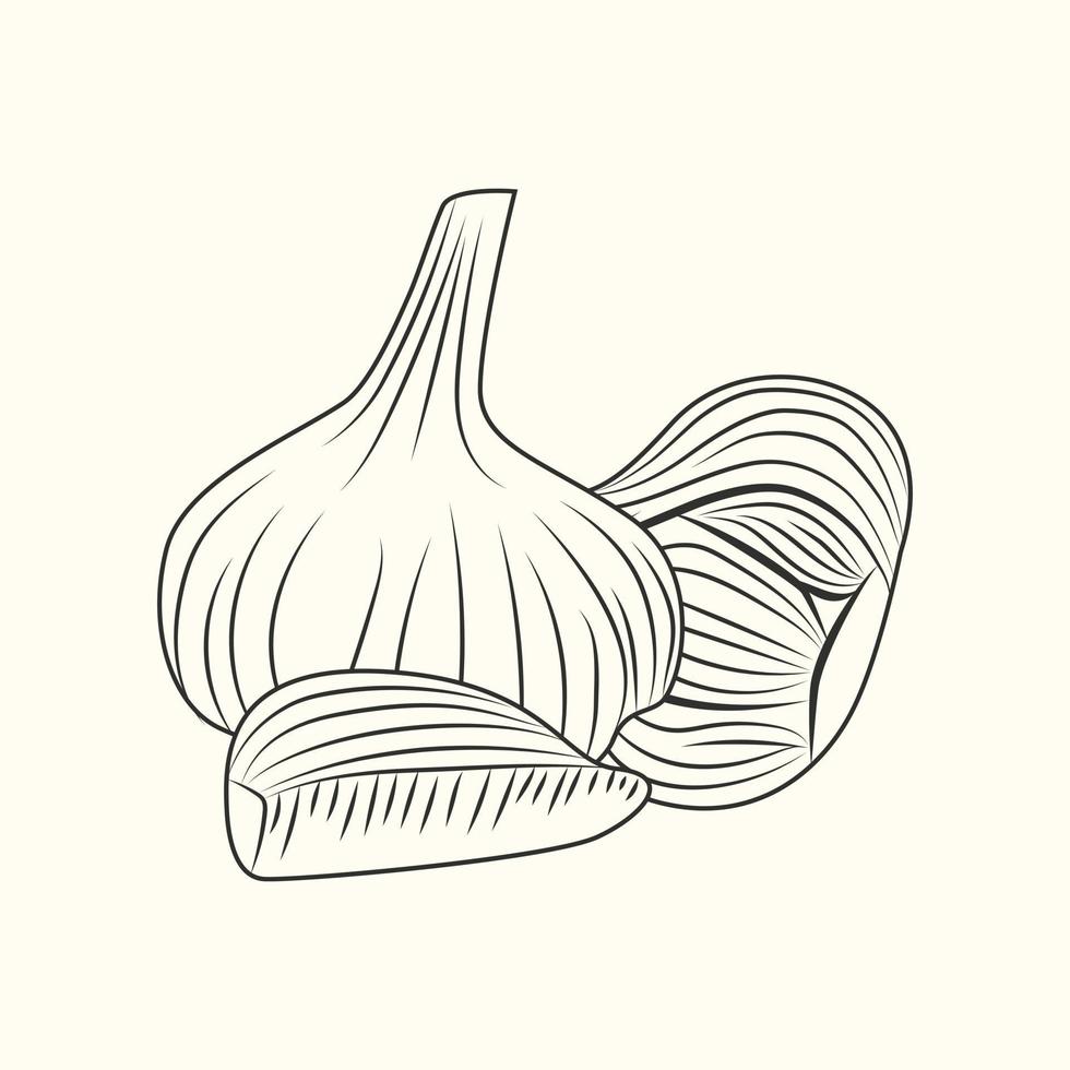 hand getekende knoflook. bol knoflook geïsoleerd op de achtergrond. vector