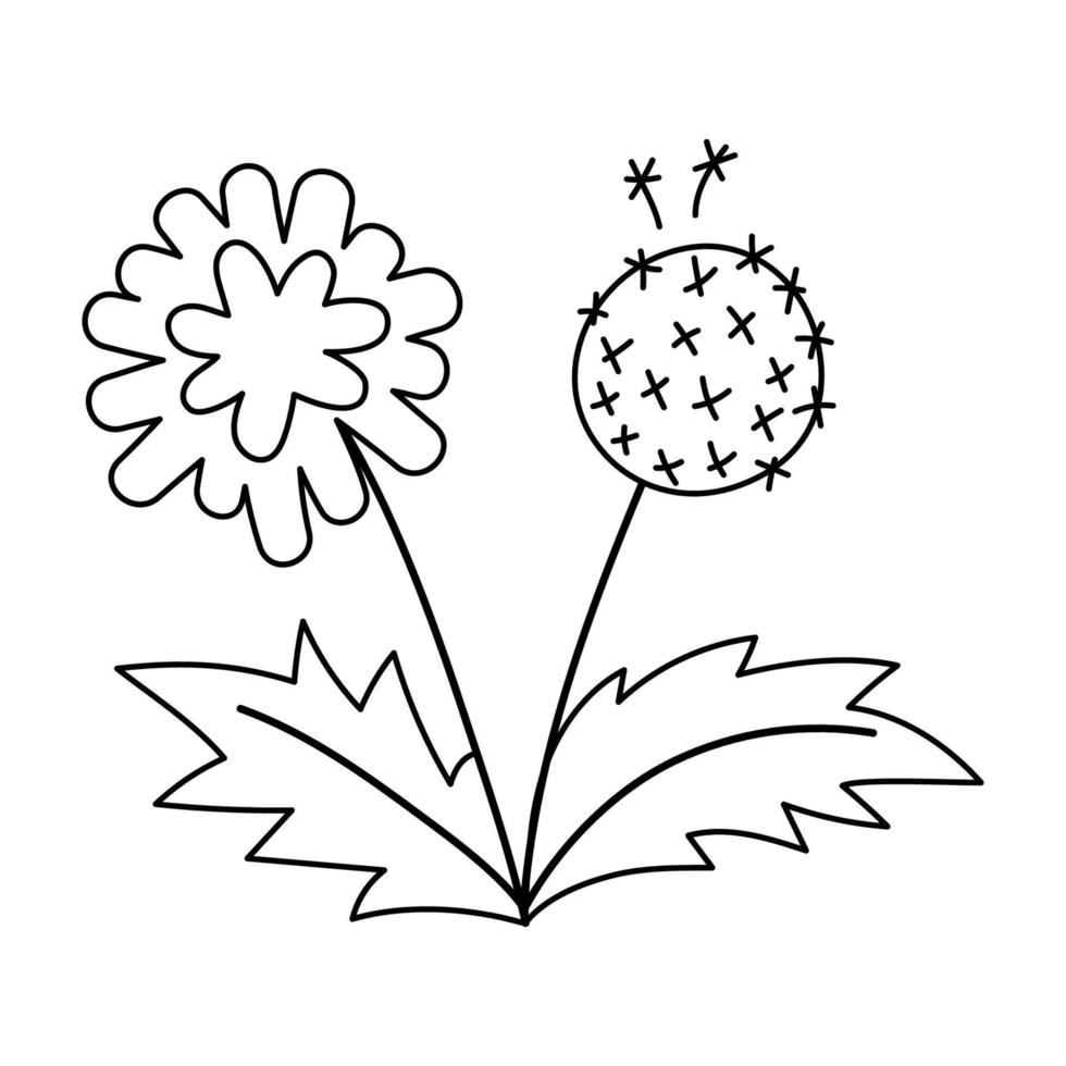 vector zwart-wit paardebloem pictogram. eerste bloeiende plant schets illustratie. bloemen illustraties of kleurplaat. schattige lentebloem geïsoleerd op een witte achtergrond.