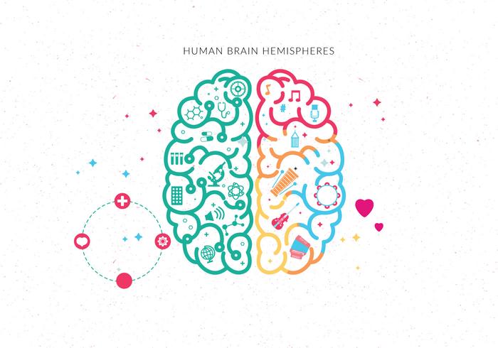 menselijke hersenen hemisferen vector