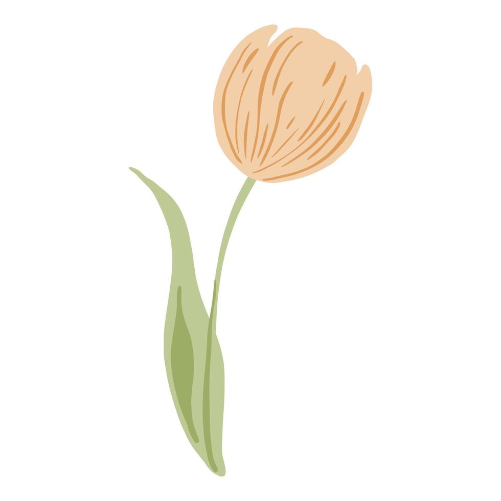 tulp roze geïsoleerd op witte background.spring bloem in doodle stijl voor elk doel. vector