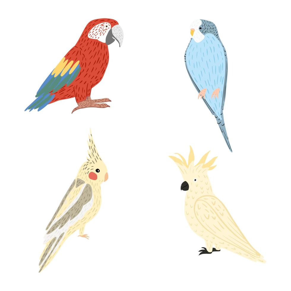 set papegaaien geïsoleerd op een witte achtergrond. schattige karakters vogels kaketoe, ara, budgie, corella. kleurrijke tropische vogels. vector
