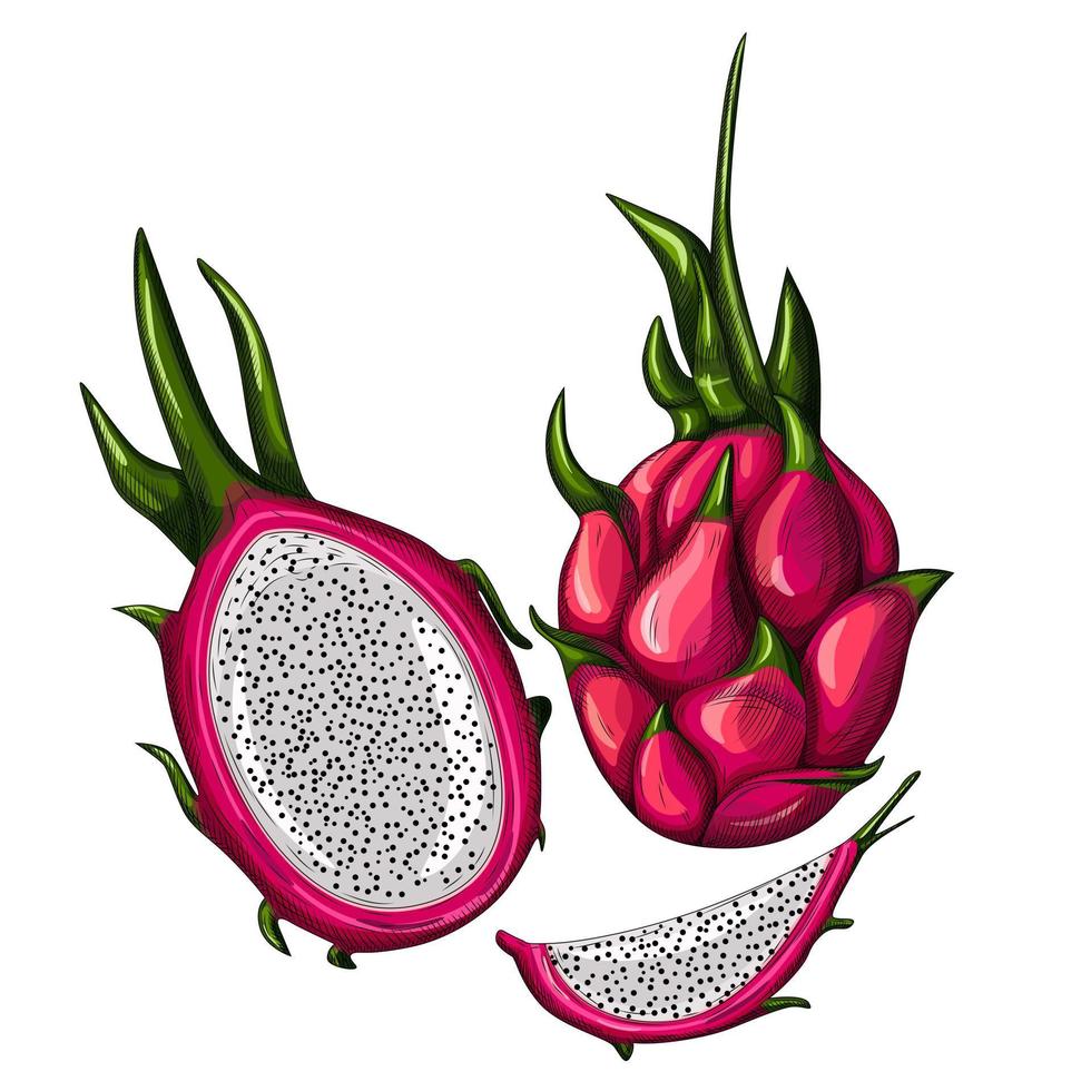 set van rode draak fruit geïsoleerd op een witte achtergrond. heel, half en in plakjes. vector