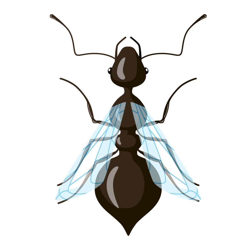 koningin mier geïsoleerd op een witte achtergrond. klasseverdeling van insecten. vector