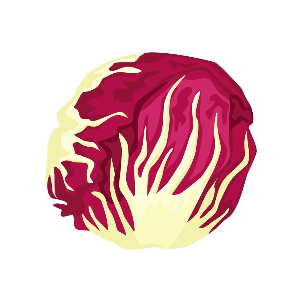 radicchio sla geïsoleerd op een witte achtergrond. soort salade in vlakke stijl. landbouw symbool voor elk doel. vector