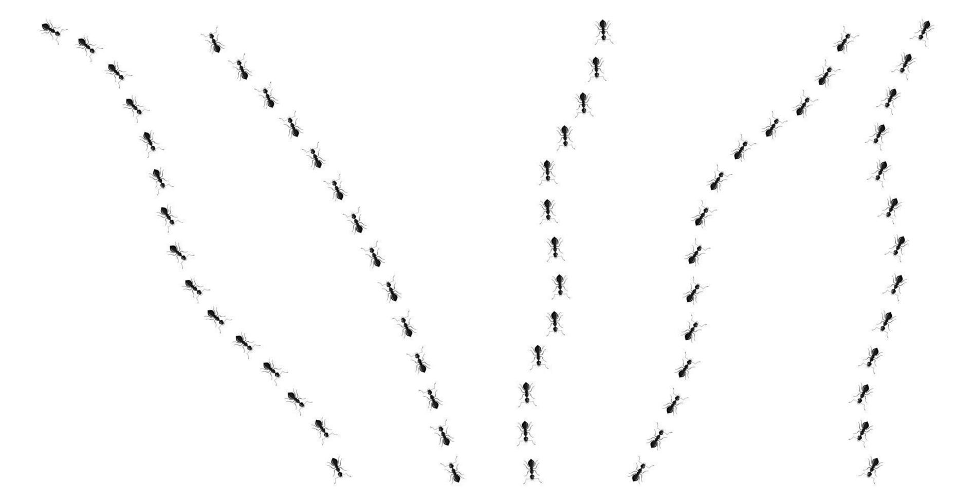 mier trail verschillende richtingen geïsoleerd op een witte achtergrond. een rij mierenkolom marcheren. vector