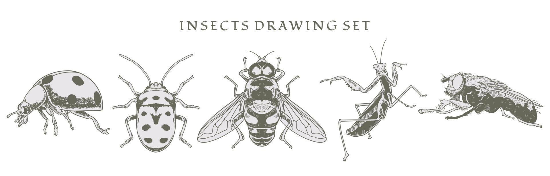 set van insecten, lieveheersbeestje, vlieg, bijen elementen getekend door stijl hand getrokken. vector