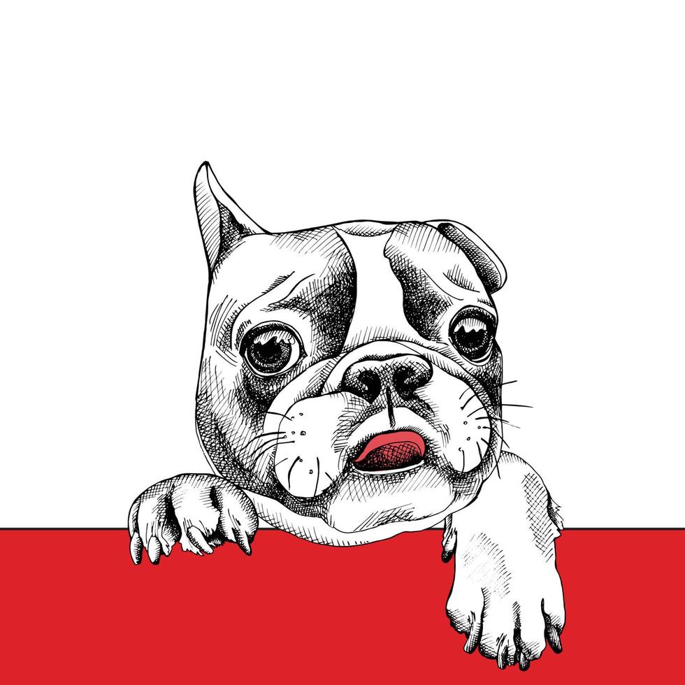 cartoon hond gezicht vector