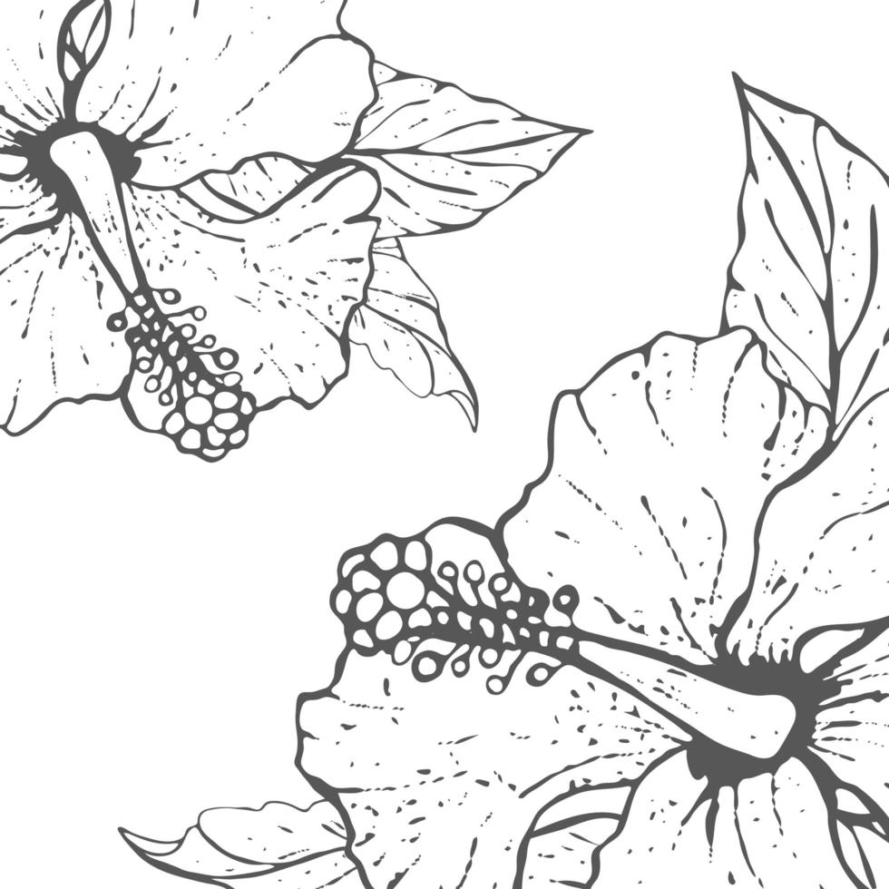 tekenen en schetsen hibiscus bloemen op een witte achtergrond. vector