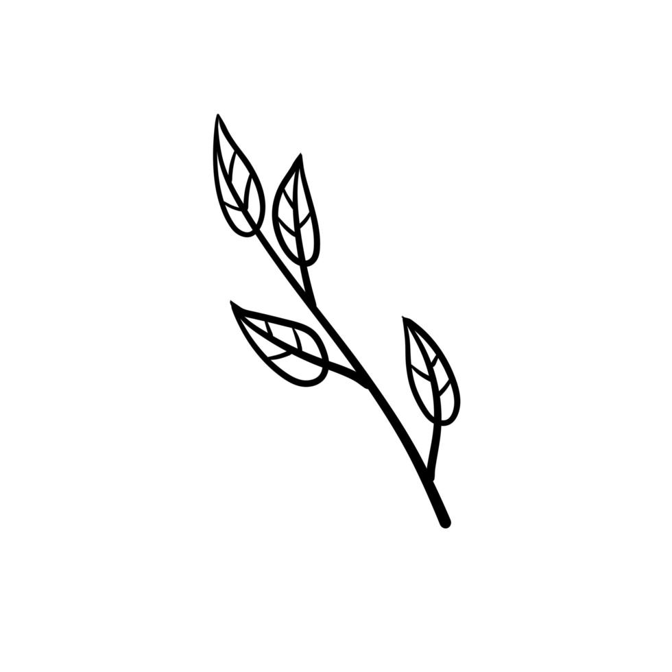 tak van plant. bladeren in lijnstijl. zwart-wit natuurlijke illustratie. minimalisme en eenvoudige flora. vector