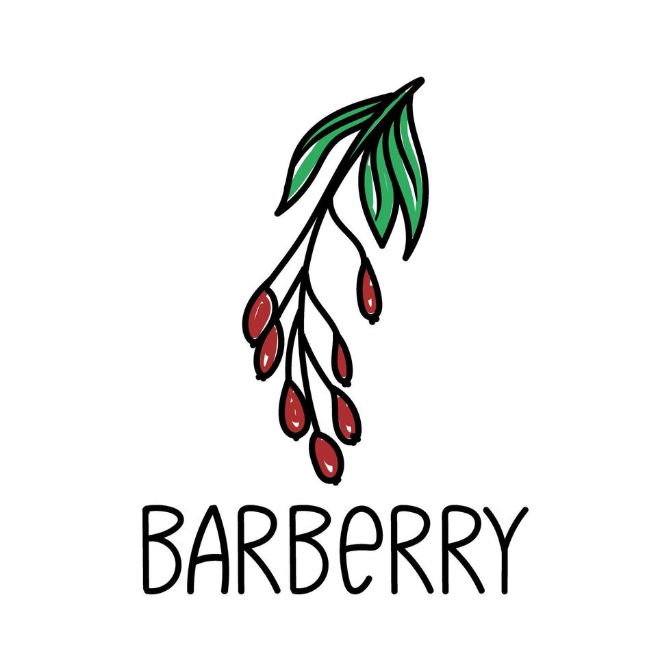 berberis, handgetekende doodle stijlelement. logo en embleem verpakking ontwerpsjabloon - specerijen - berberis takje. logo in een modieuze lineaire stijl. vector
